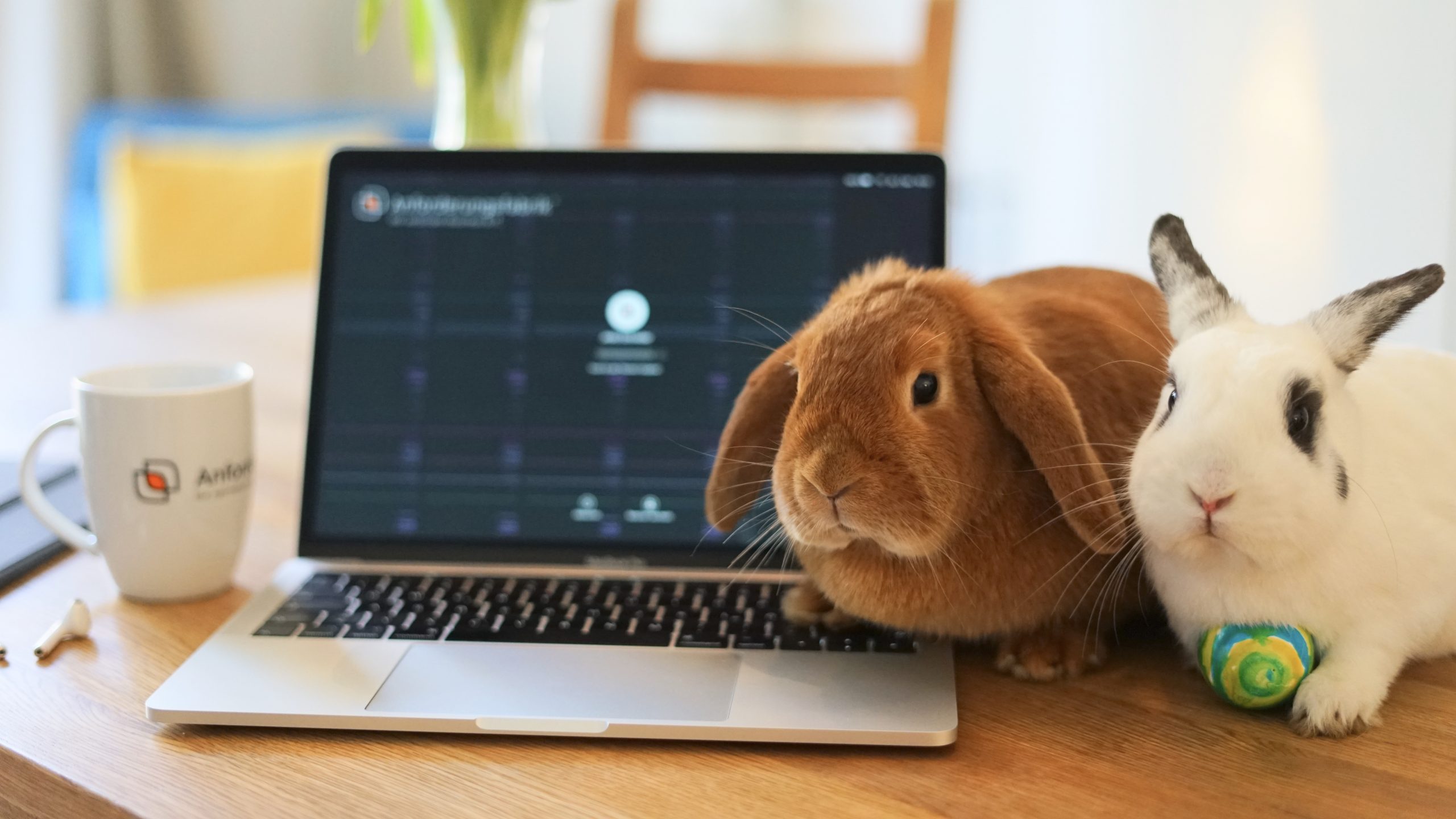 Zwei Hasen neben einem Laptop